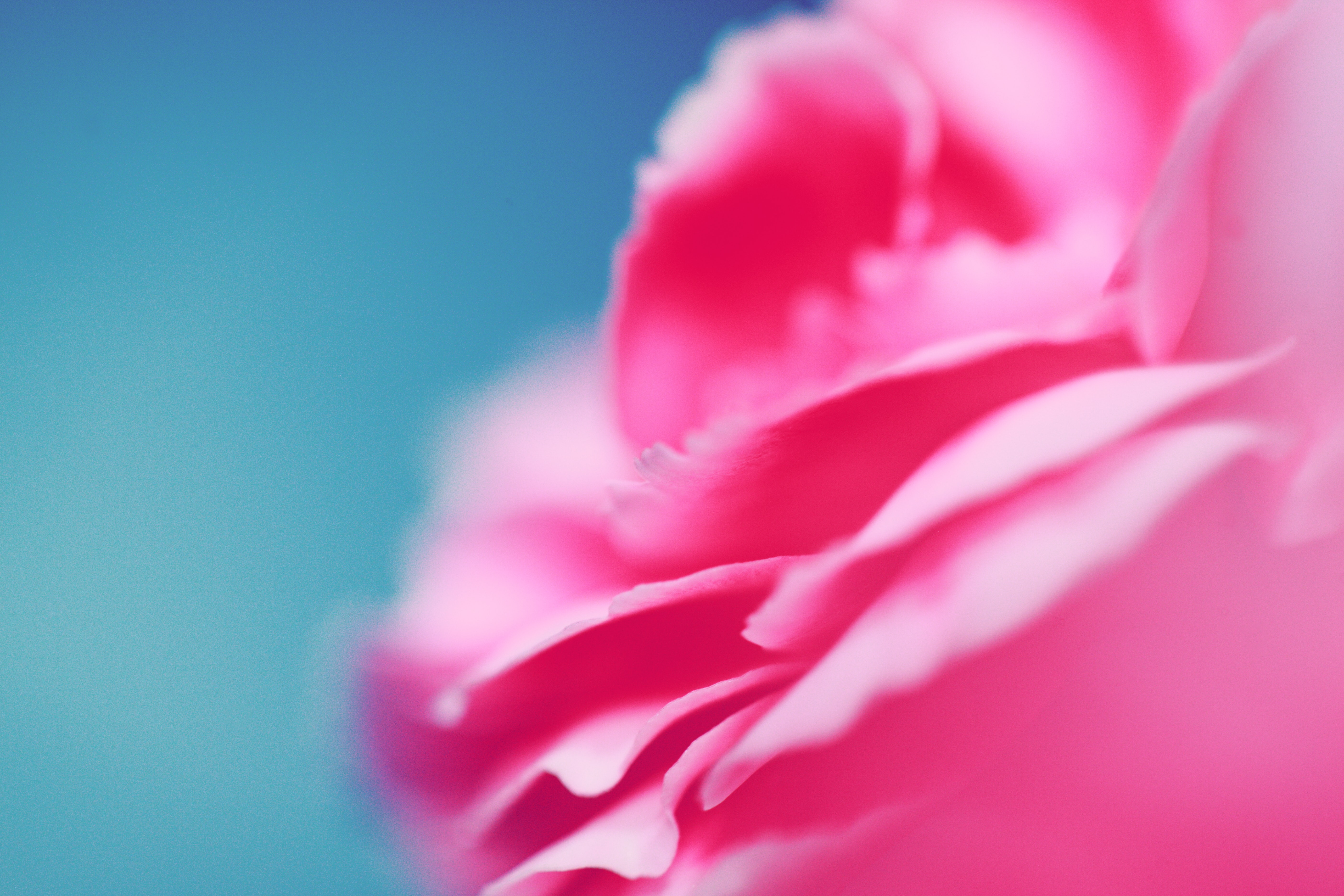 Picture of a pink flower over a blue background as illustration to the text 'Blue Times, Tinged by Corona' by Liz BlackX
Photo by Sharon McCutcheon on Unsplash